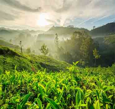 Image of munnar